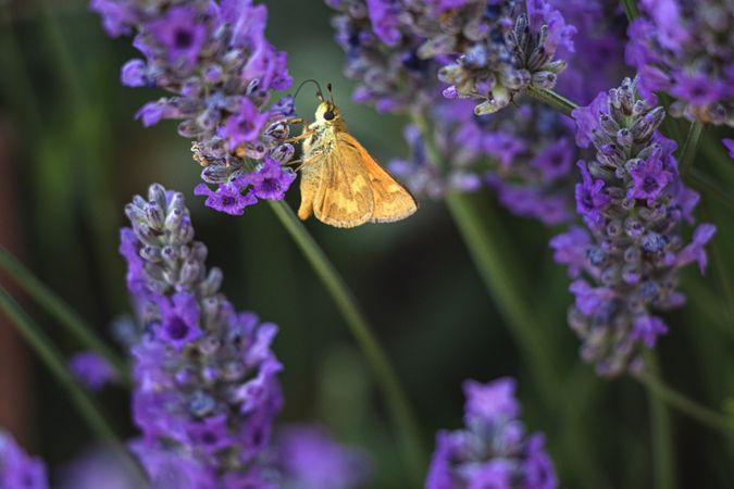 Side view of butterfly fly hanging off purple flower