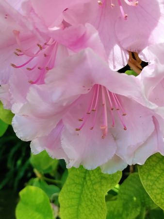 Pink rhododendron, side view