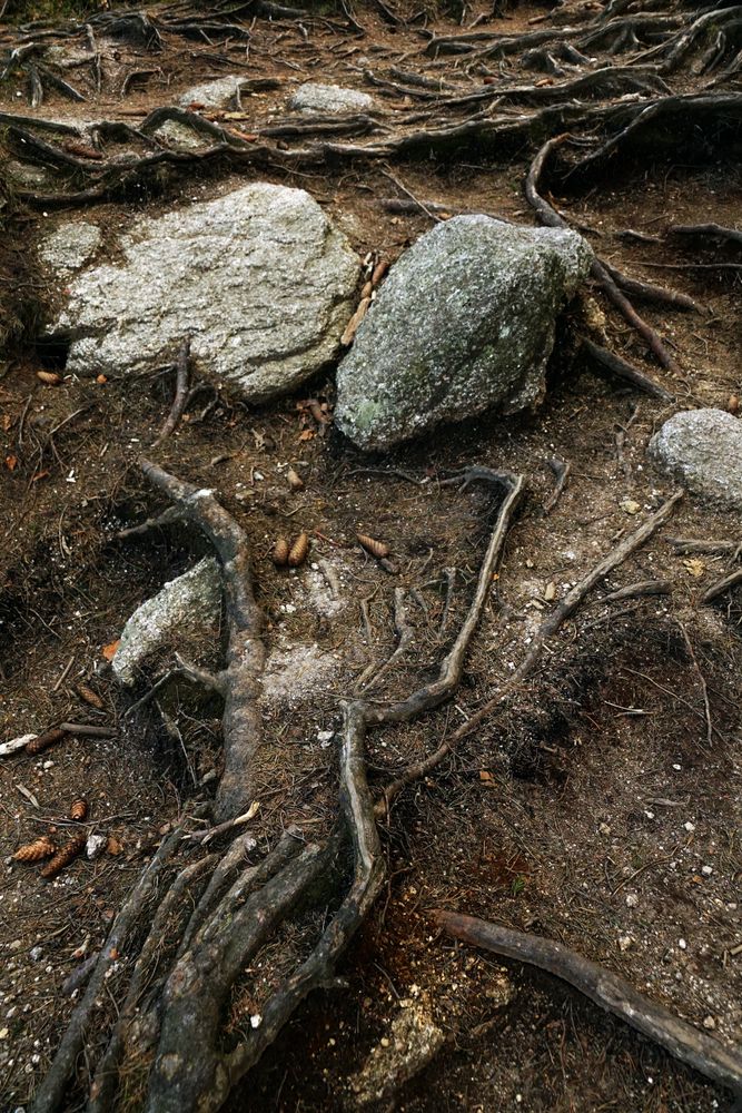 Tree roots and gray stones in woods