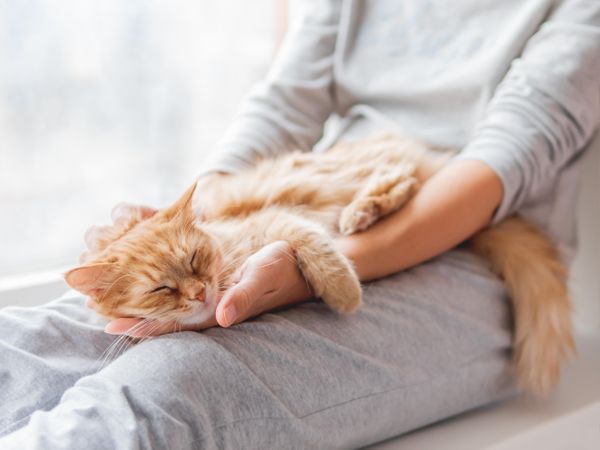 Cute ginger cat lying on woman's knees