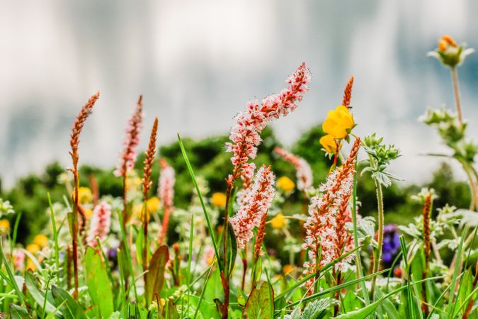 Colorful foliage and flowers in grass