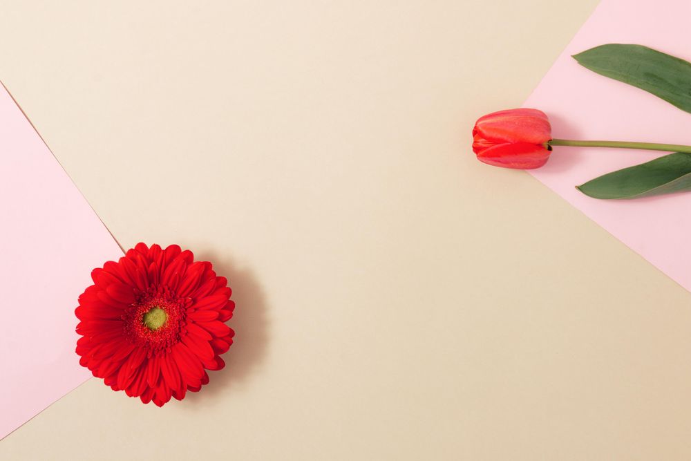 Red spring flowers on beige and pink paper background