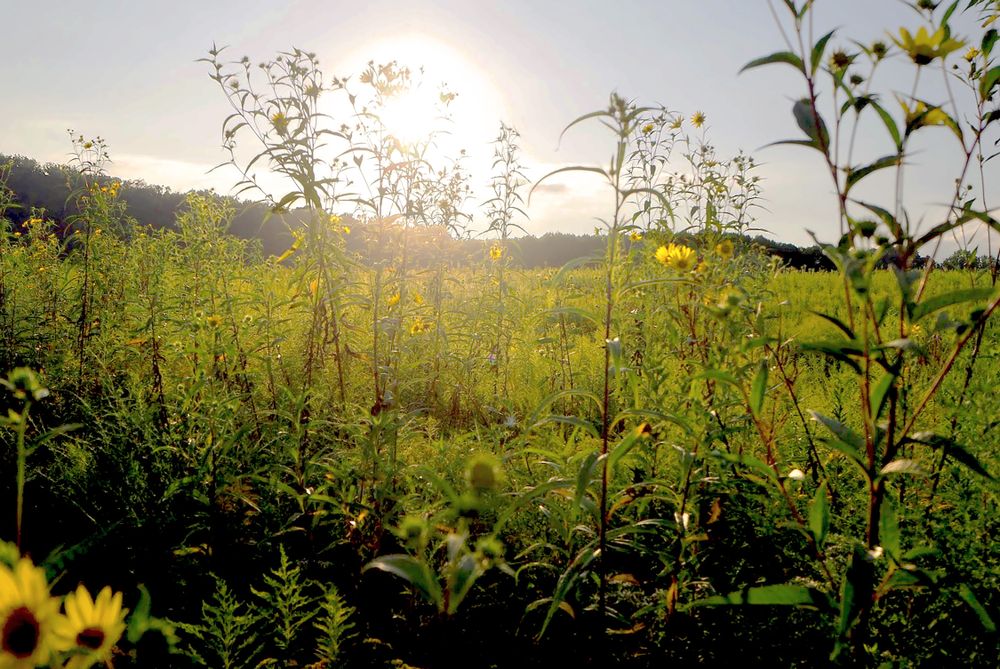 Sunset Splendor: Wildflower Meadow Aglow in Golden Light