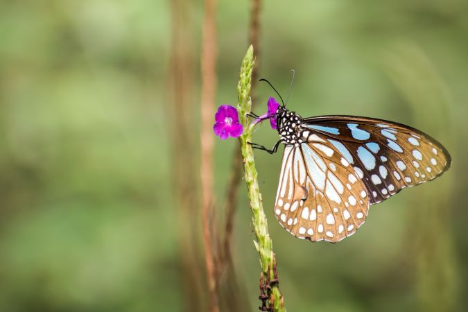 A beautiful Blue Tiger Butterfly perched on tarpeta flowers at a park in Mumbai, India