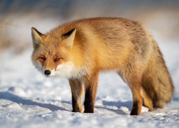 Red fox on snow covered ground