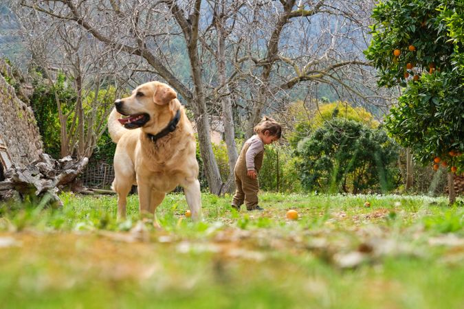 Labrador Retriever on lawn against little boy