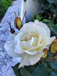 Rose growing next to wall