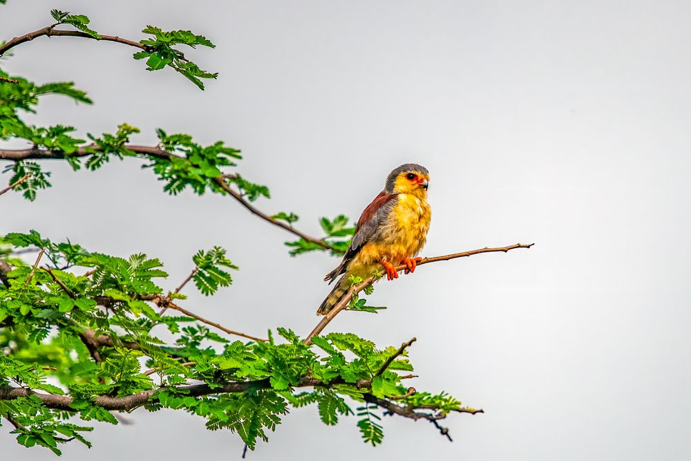 Pygmy falcon,  the smallest raptor, Samburu, Kenya