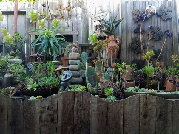 Succulent and cacti garden with wooden wall