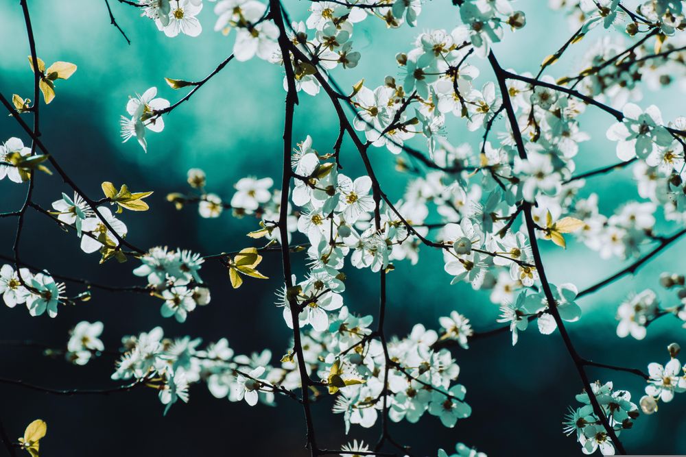 Branches with green background