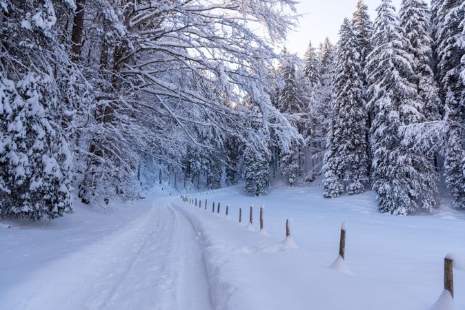 Snowy landscape in the forest in the Bavarian Alps, Germany