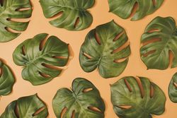 Tropical monstera leaves on pastel orange background