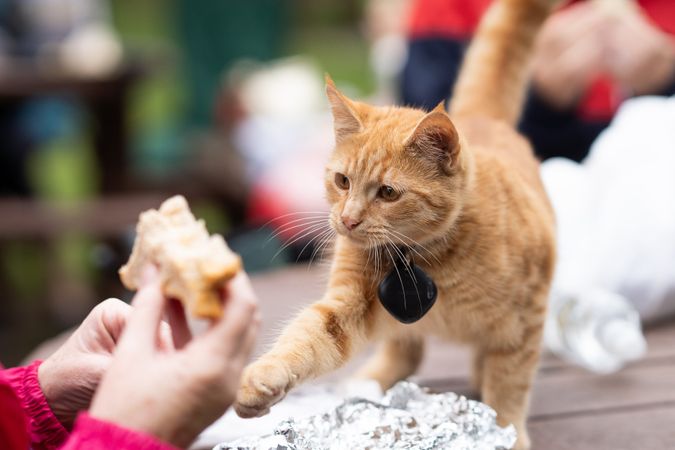 Cat approaching sandwich