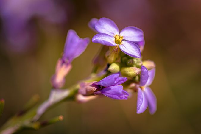 Close up of small purple flowers growing with selective focus