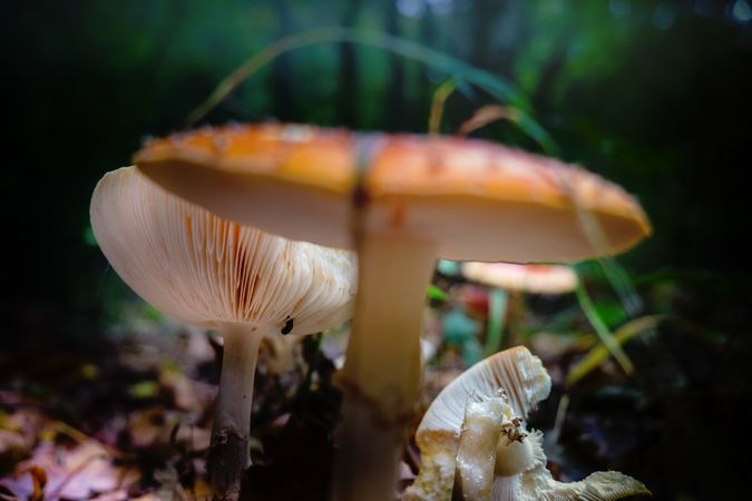 Row of different mushrooms on forest floor