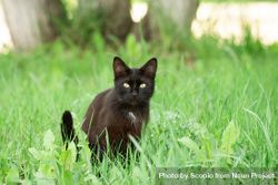 Dark cat walking on green grass 0vLmG4