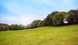 Green hill with row of trees in the background