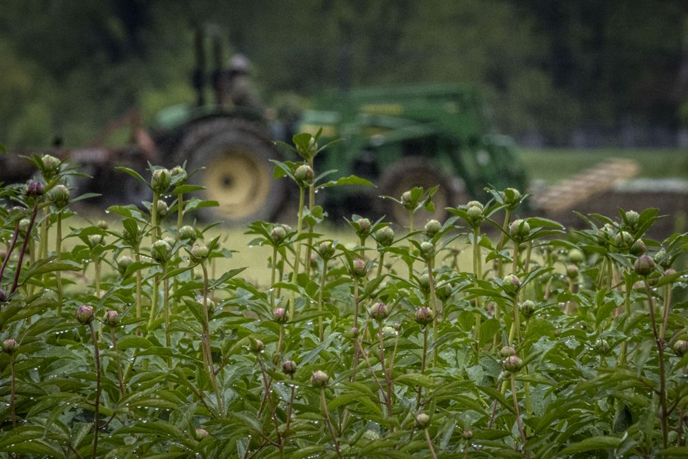 Copake, New York - May 19, 2022: Side view of green flowers about to bloom with green tracktor