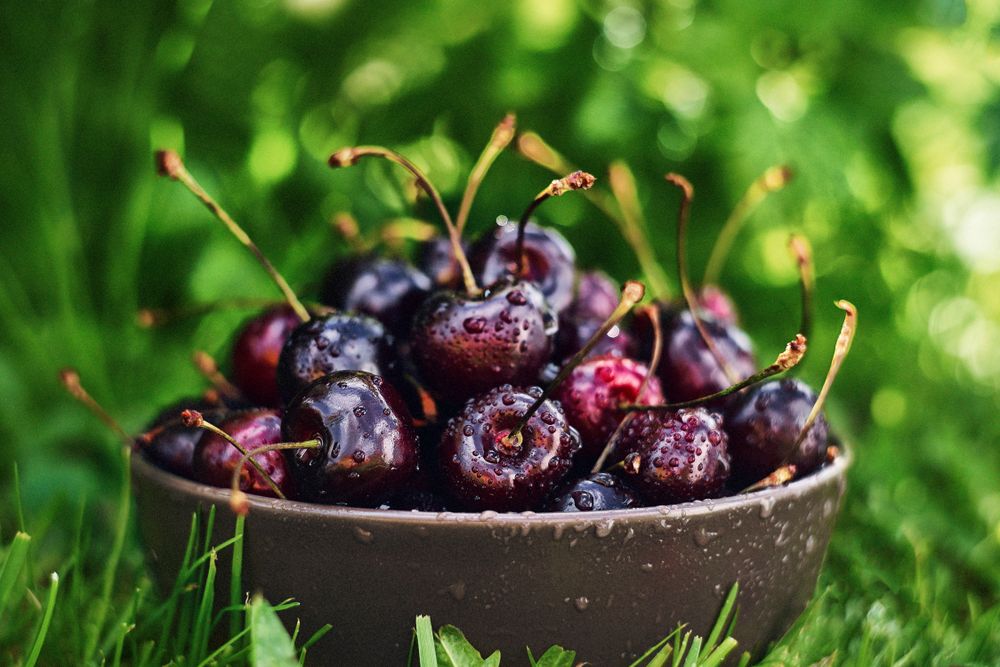 Bowl with wet cherries on grass