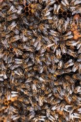 Bees on honeycomb in apiary