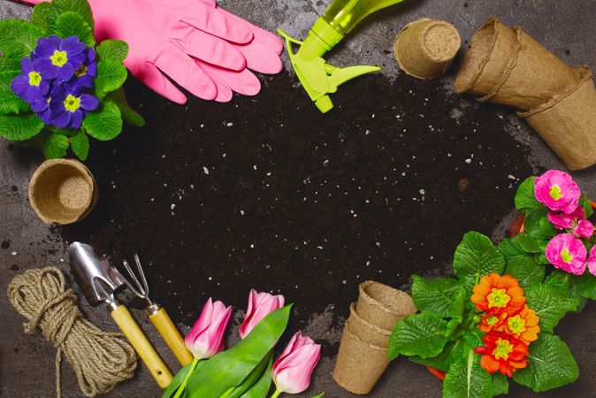 Top view of home gardening scene with flowers, gloves, pots and soil