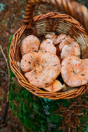 Saffron milk cup mushroom (lactarious deliciosus) in a basket