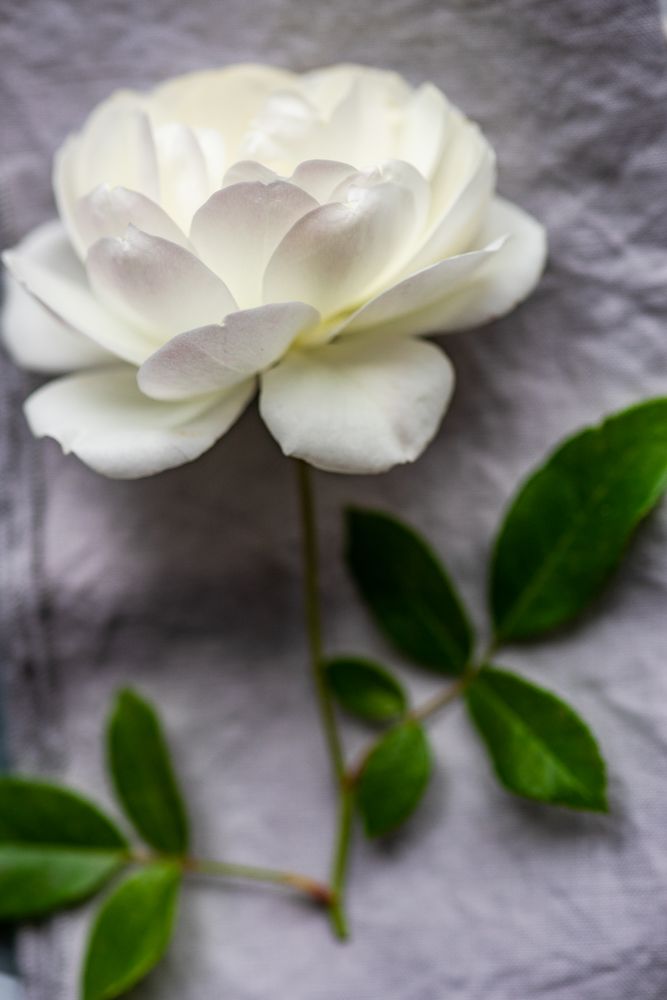 Blooming rose flowers
