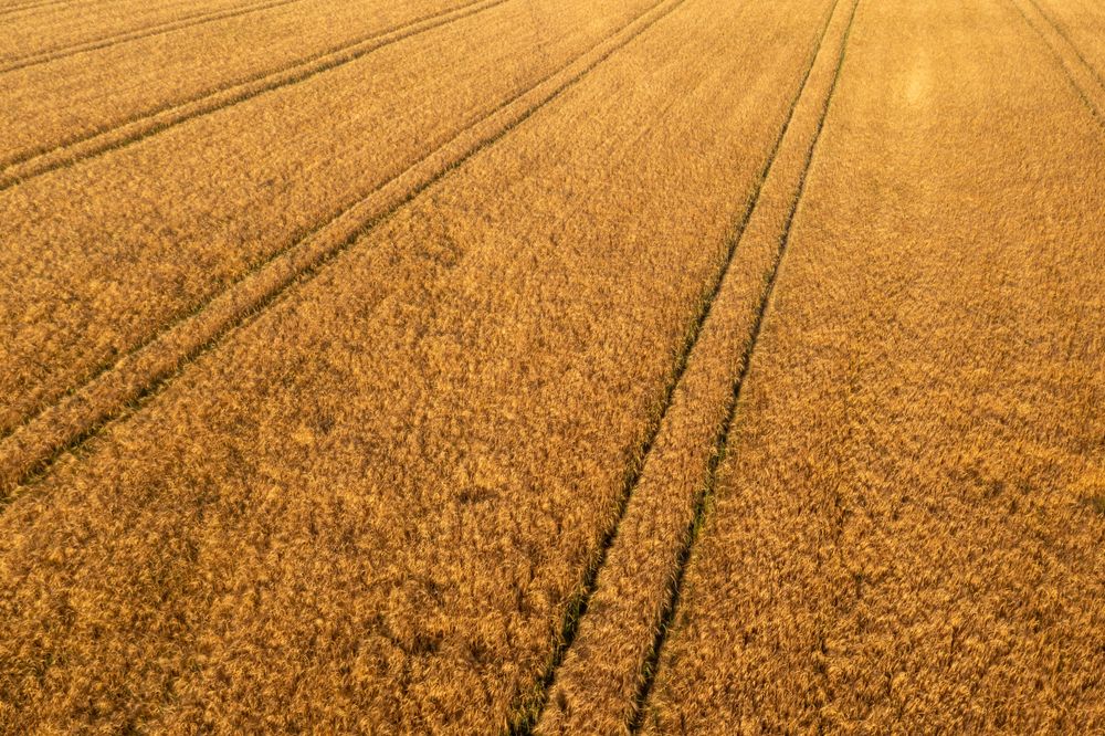 Wheat field, ready to harvest, drone aerial view at a farm in Germany