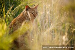 Orange tabby cat sitting on plant field beBLl0