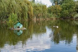 Pond in the park