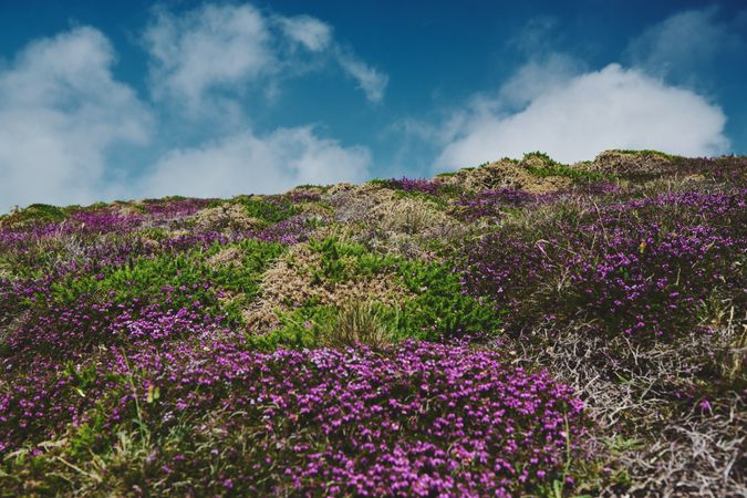 Looking up at the sky from a mossy hill with purple flowers