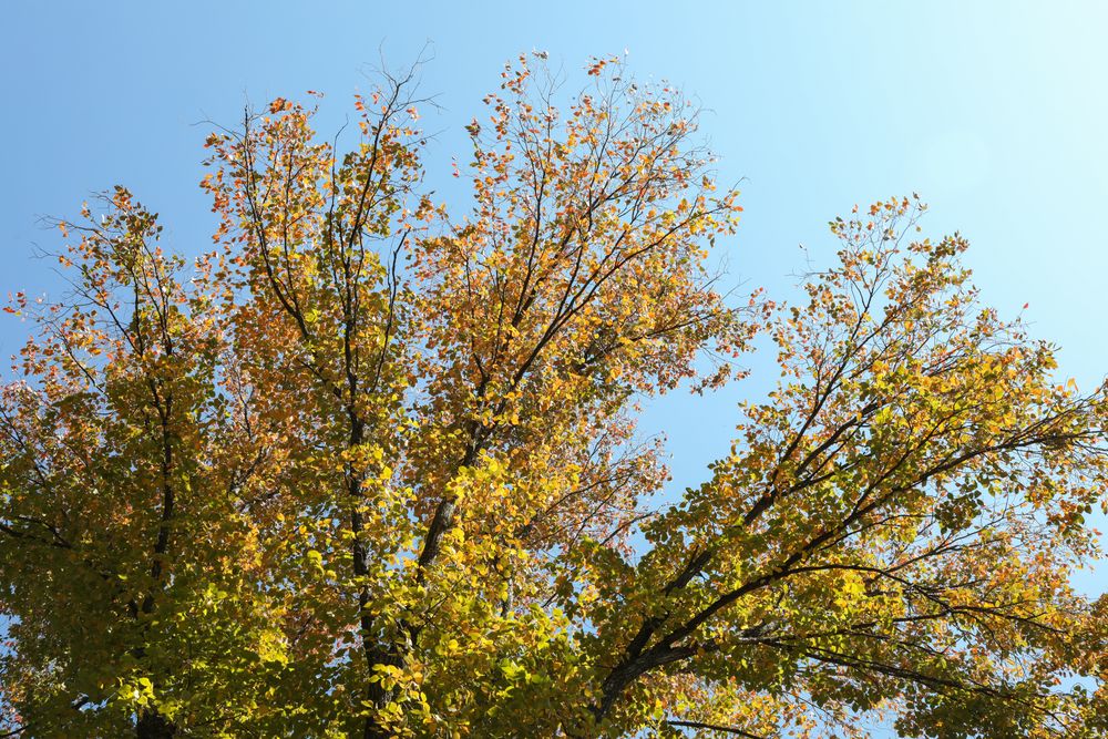 Tree with yellowed leaves against blue sky. Autumn landscape