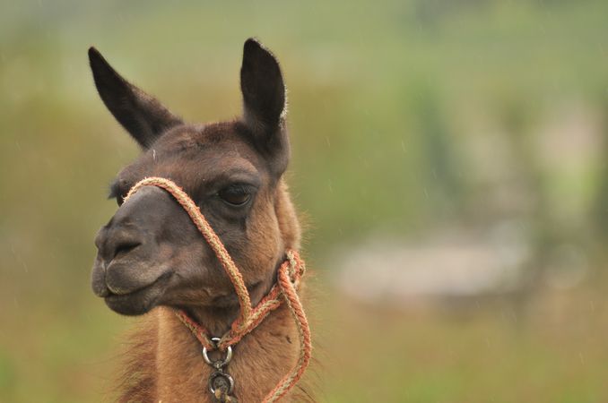 Brown llama in close up