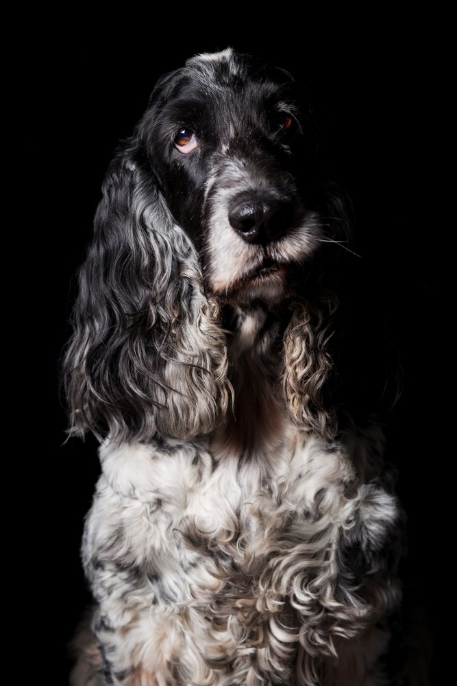 Amazing dog staring at camera