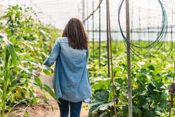 Farmer carrying crate with crop in greenhouse