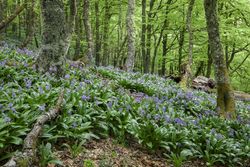 Flowers growing in spring forest