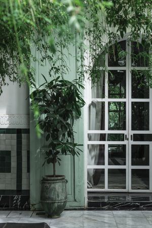 Potter trees near green house