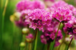 Bright pink flowers growing in park