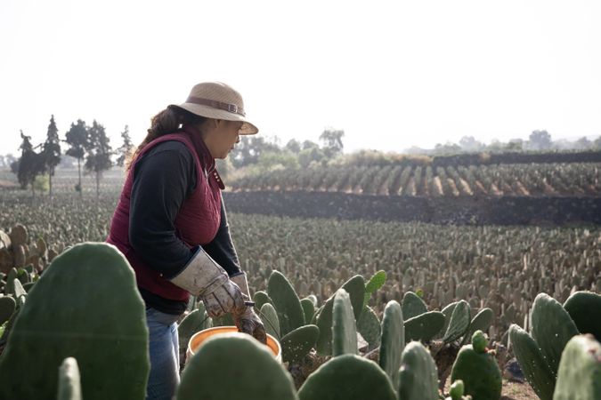 An adult woman is harvesting nopal with the hands filling a bucket
