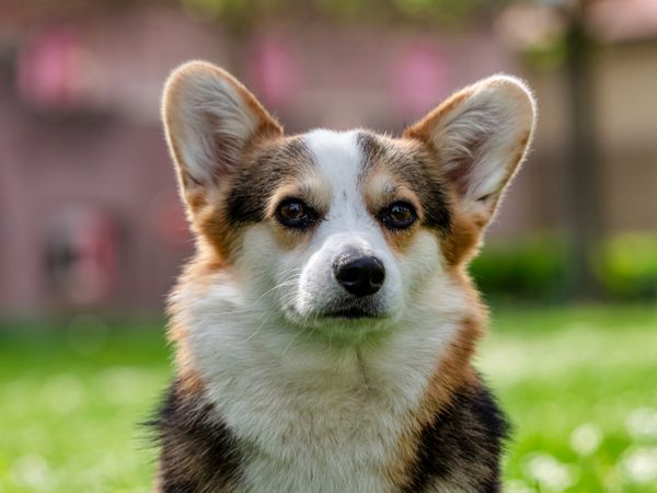 Funny dog tricolor corgi pembroke
