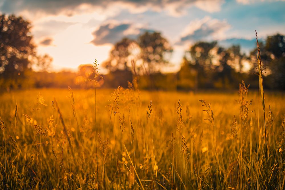 Tranquil field at dusk