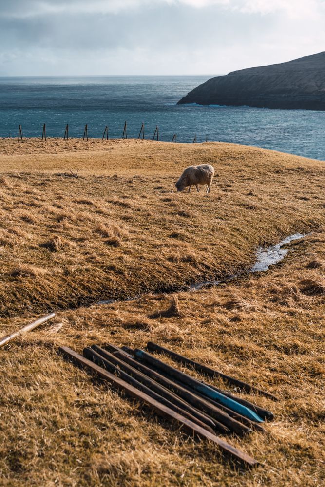 Faroe sheep on pasture