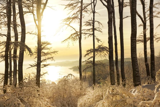 Majestic tall frosted trees beside riverside in sunrays