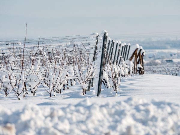 Alsace vineyards under heavy snow on a sunny winter day. Details and top view.