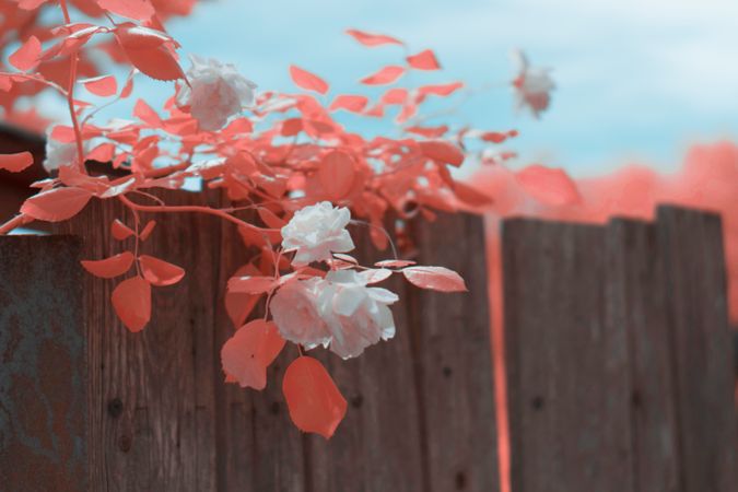 Infrared leaves near lumber fence