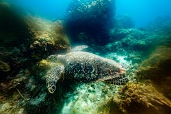 Sea turtle swimming underwater in ocean