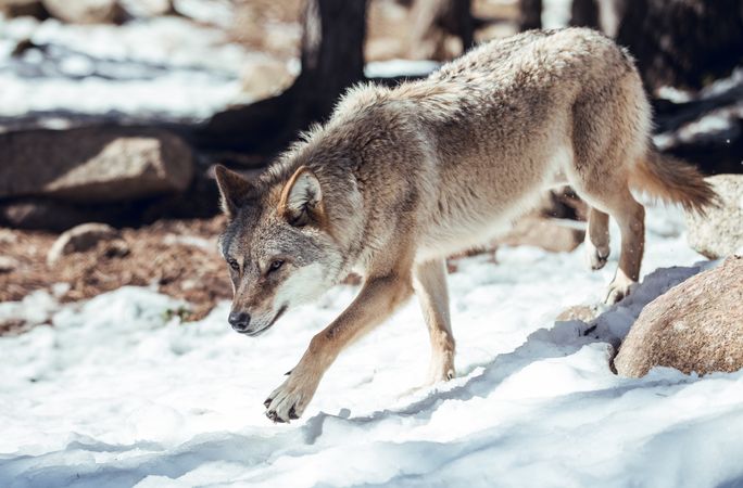 Wolf on hill near stones and snow