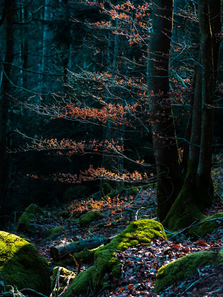 Bright autumn colors in the Vosges mountains. Alsace.