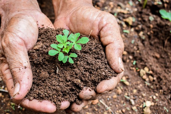 Hands holding soil with young plant in garden