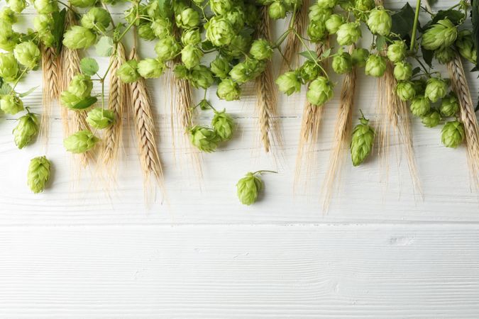 Hop cones and spikelets on wooden background, copy space